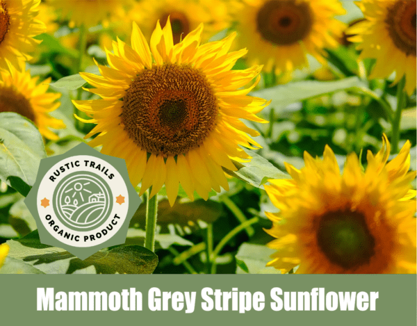 Mammoth Grey Stripe Sunflower, scientifically known as Helianthus annuus